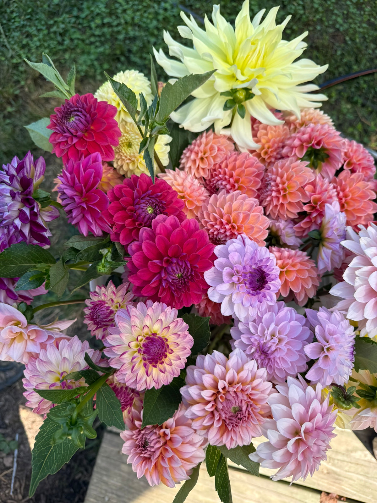 Mystery Dahlia Tuber