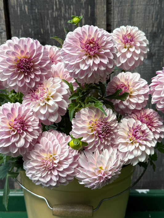 Salish Twilight Girl Dahlia Tuber