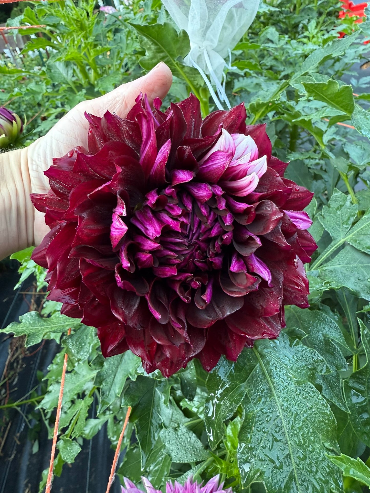 Hollyhill Masquerade Dahlia Tuber