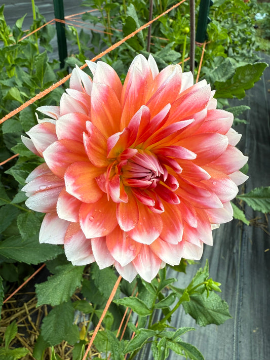 Sandia Candy Corn Dahlia Tuber