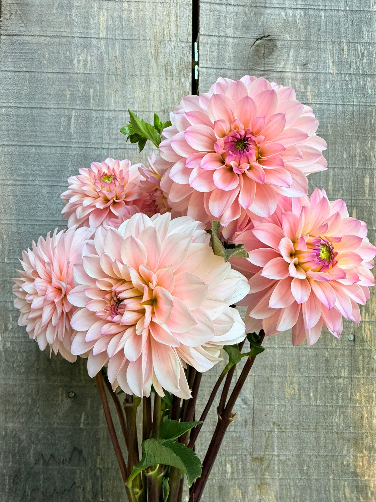RM Aurora Dahlia Tuber