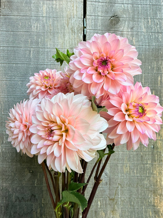 RM Aurora Dahlia Tuber