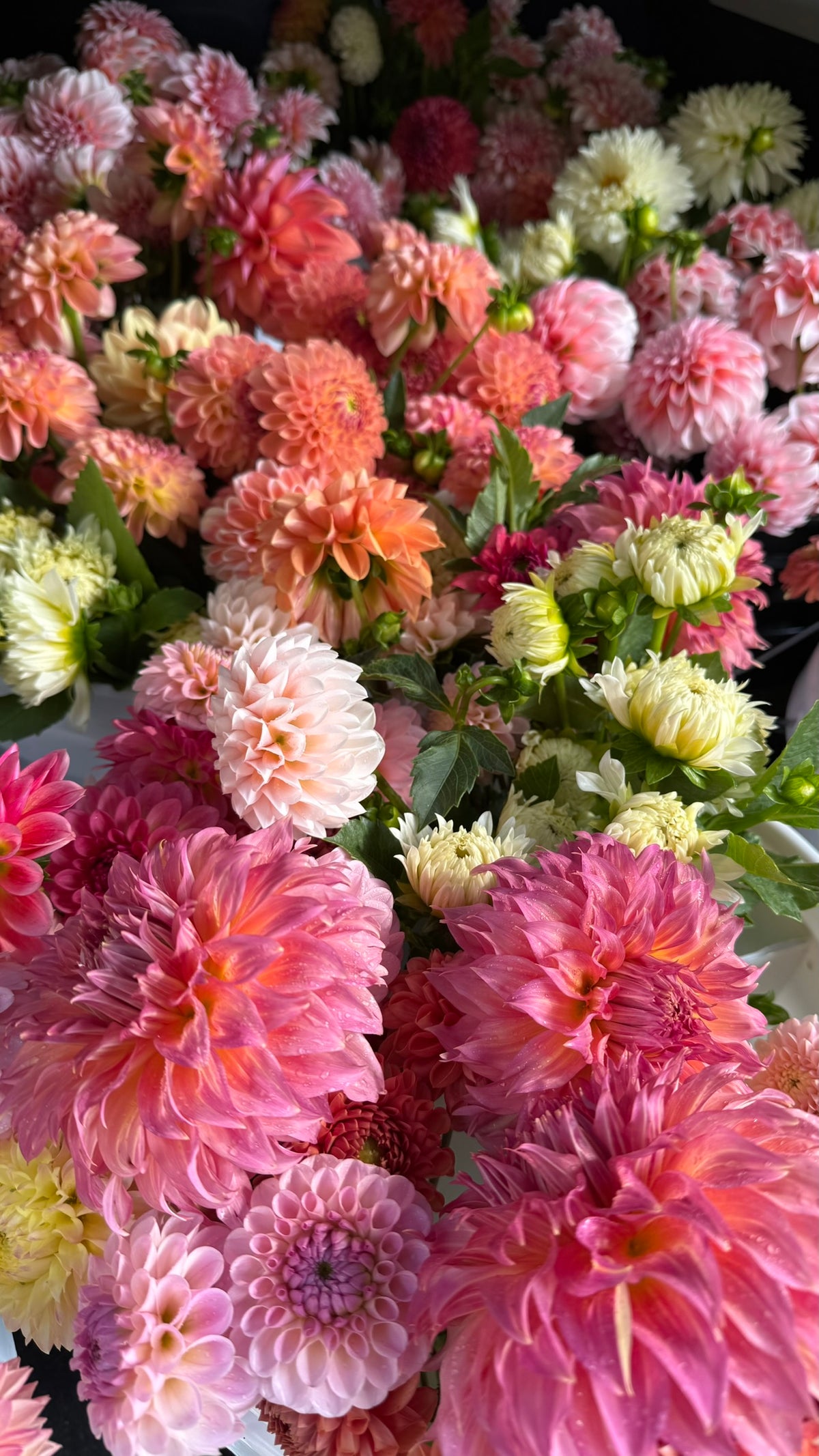Mystery Dahlia Tuber
