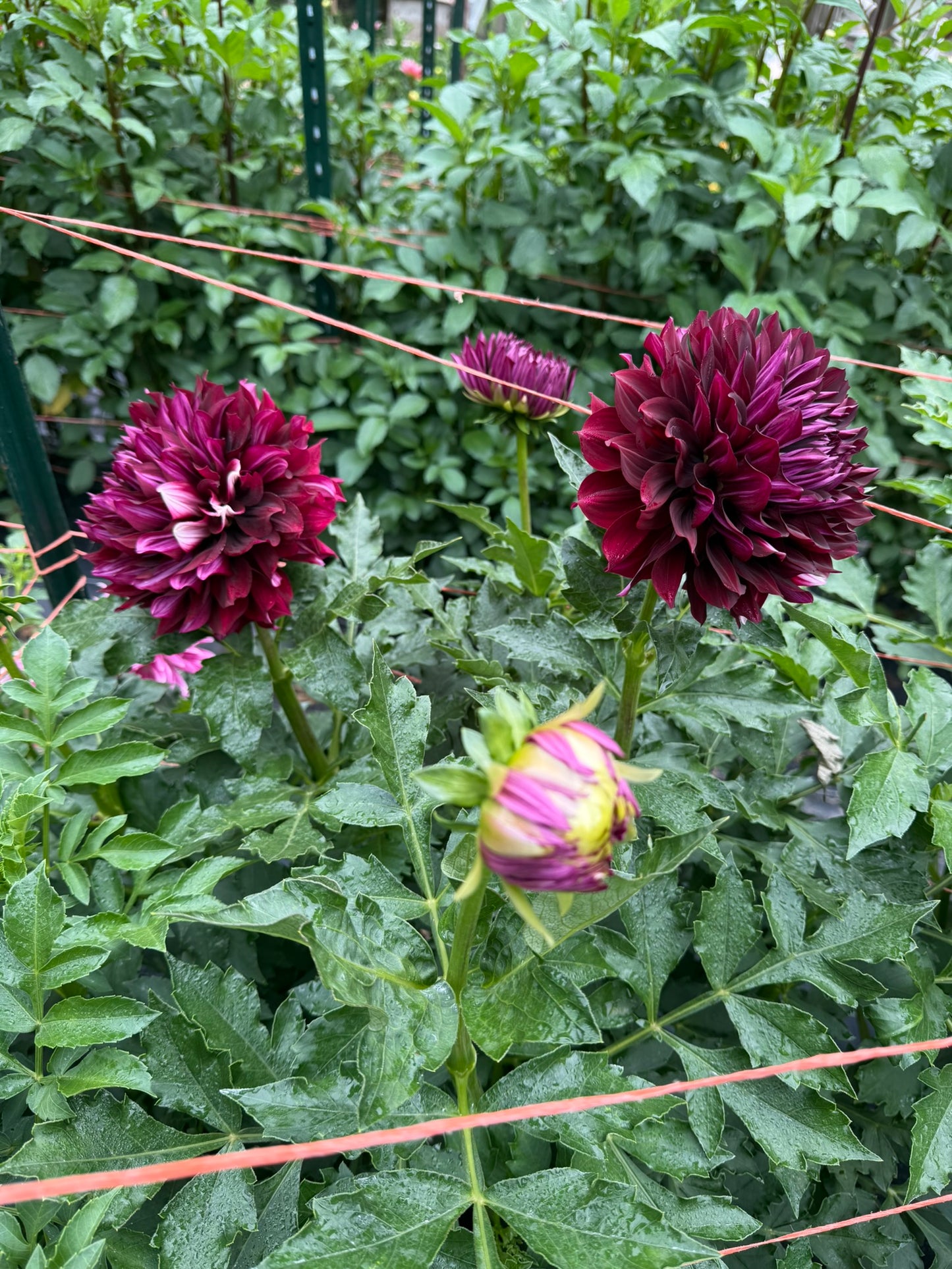 Hollyhill Masquerade Dahlia Tuber