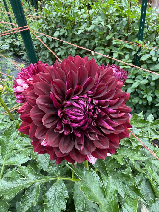 Hollyhill Masquerade Dahlia Tuber