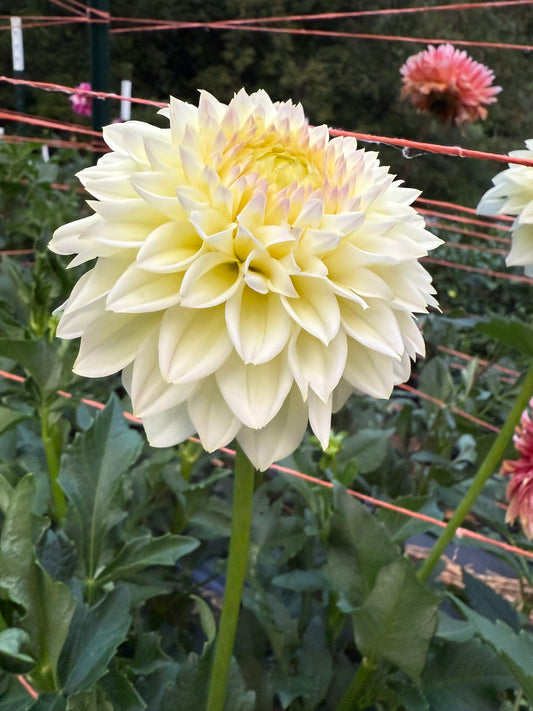 Winholme Diane Dahlia Tuber