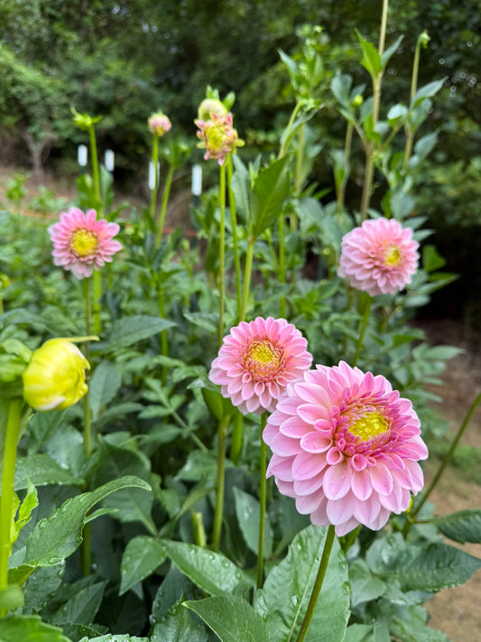 RM Parfait Dahlia Tuber