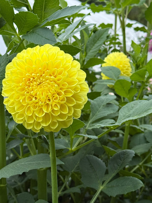 Lee's Big Bird Dahlia Tuber