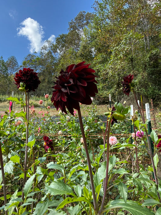 Rivers Dark Chocolate Dahlia Tuber