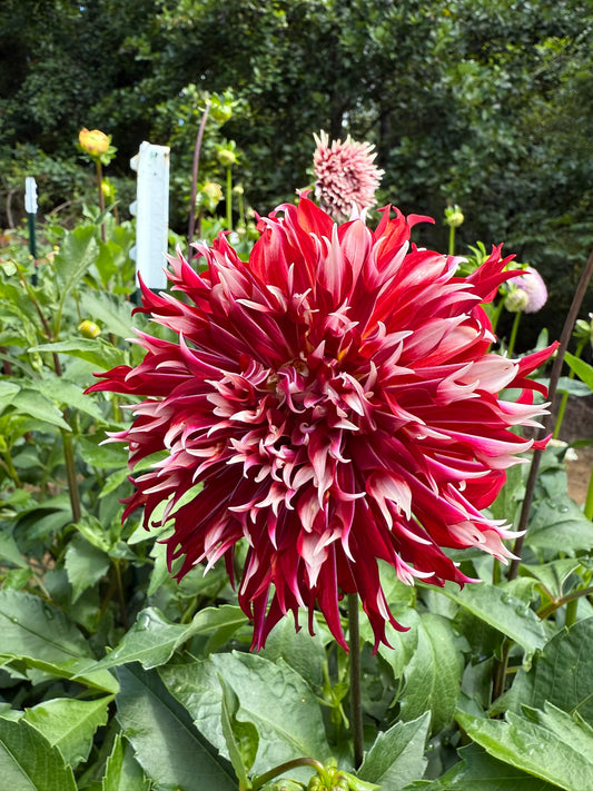 Bloomquist Firecracker Dahlia Tuber