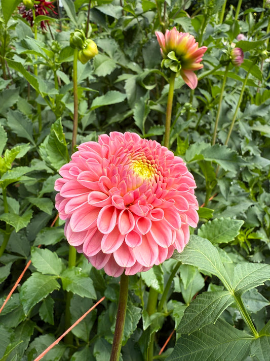 R Joan Dahlia Tuber