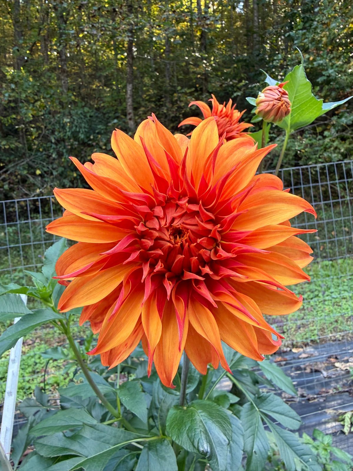 Bloomquist Jean Dahlia Tuber