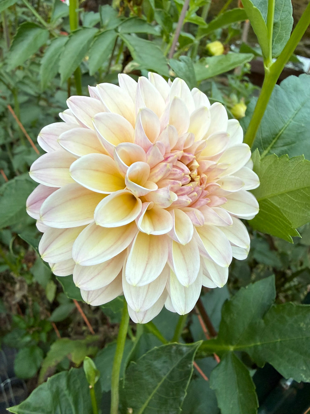 Arnside Rose Dahlia Tuber
