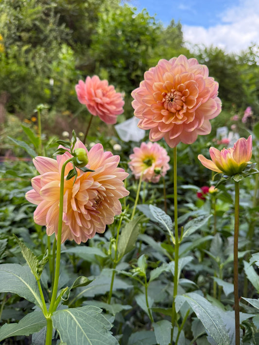 My Forever Dahlia Tuber