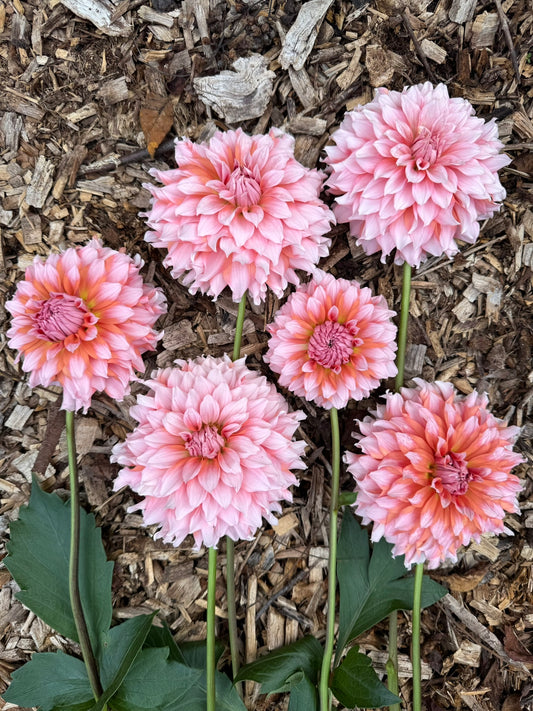 Lee's Two Step Dahlia Tuber