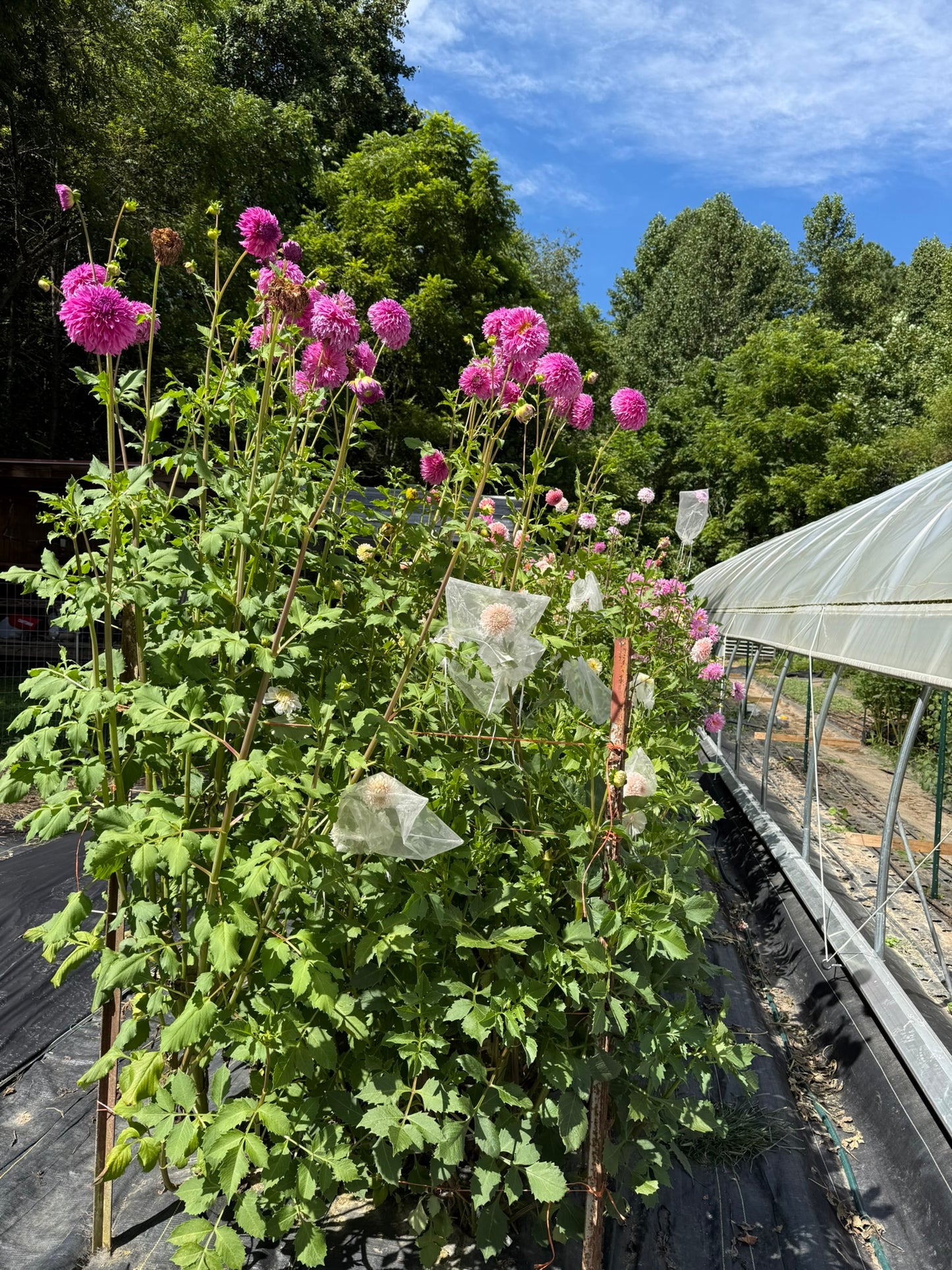 Dahlia Seeds Specialty Mix 25 Seeds
