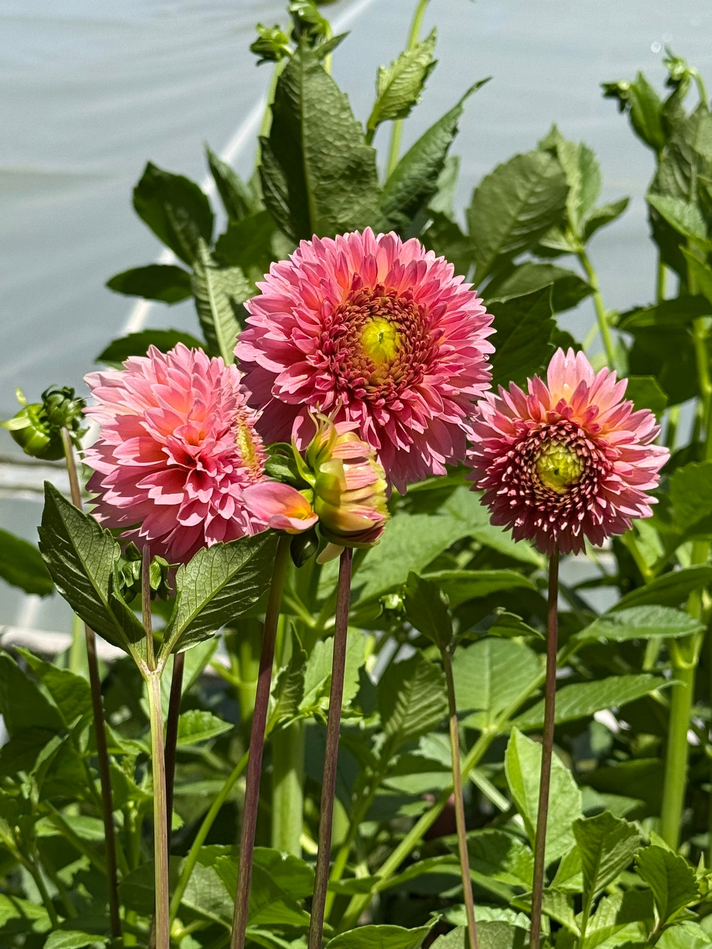 Dahlia Seeds Specialty Mix 25 Seeds