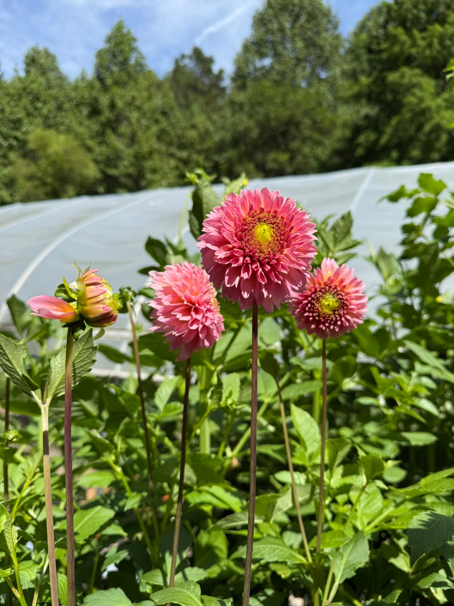Lee's Peach Fizz Dahlia Tuber