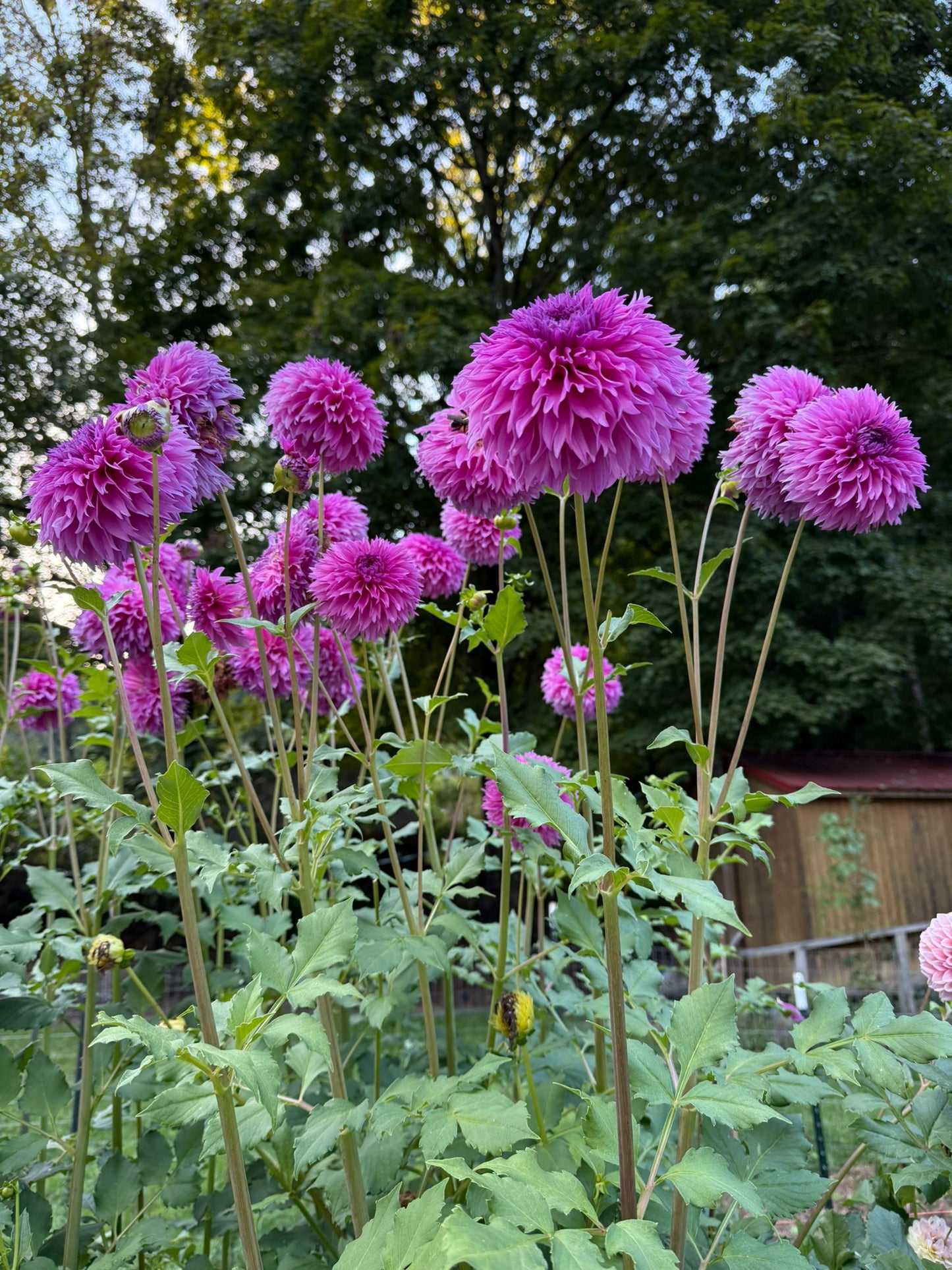 Dahlia Seeds Specialty Mix 25 Seeds