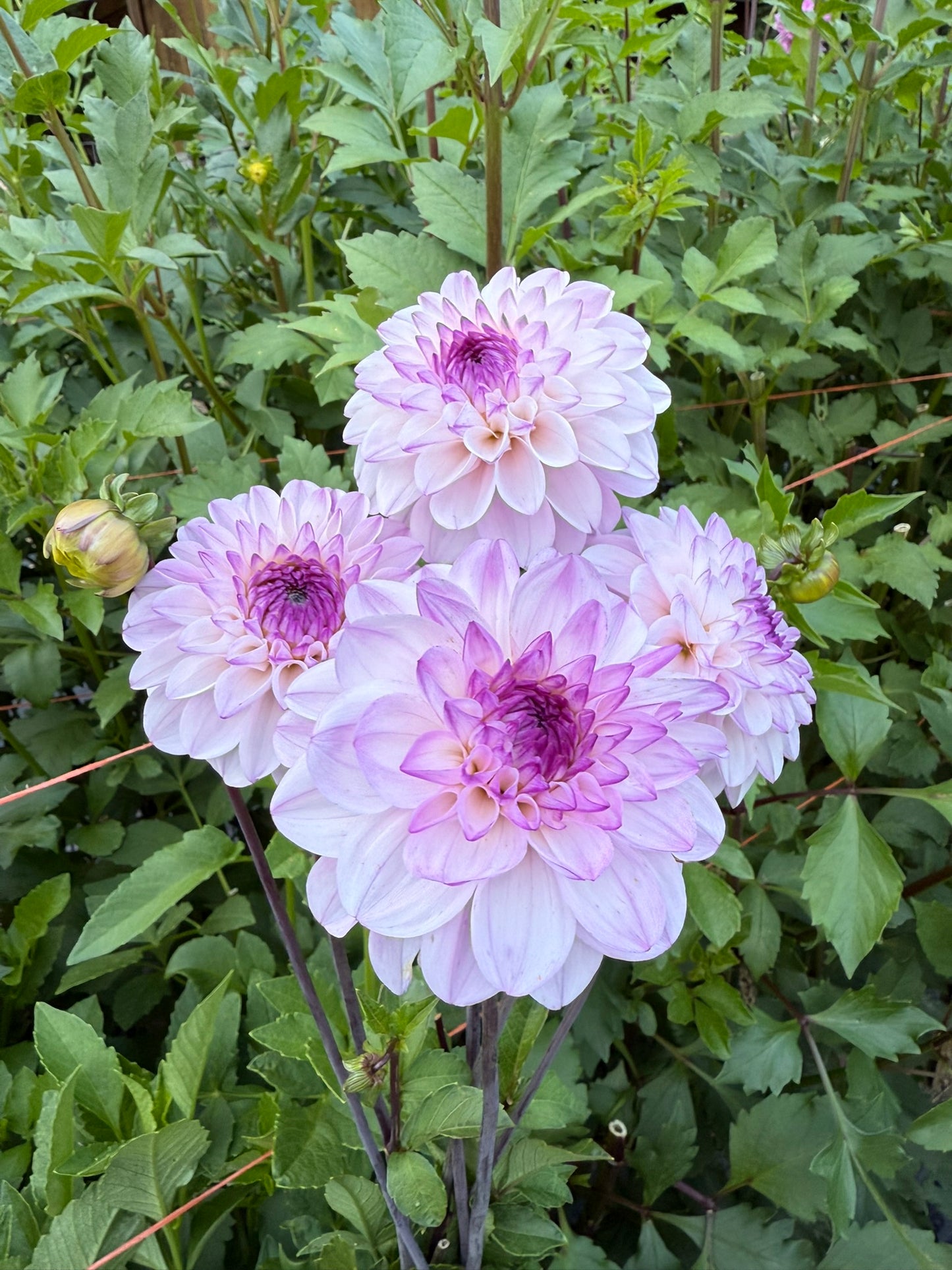 Dahlia Seeds Specialty Mix 25 Seeds