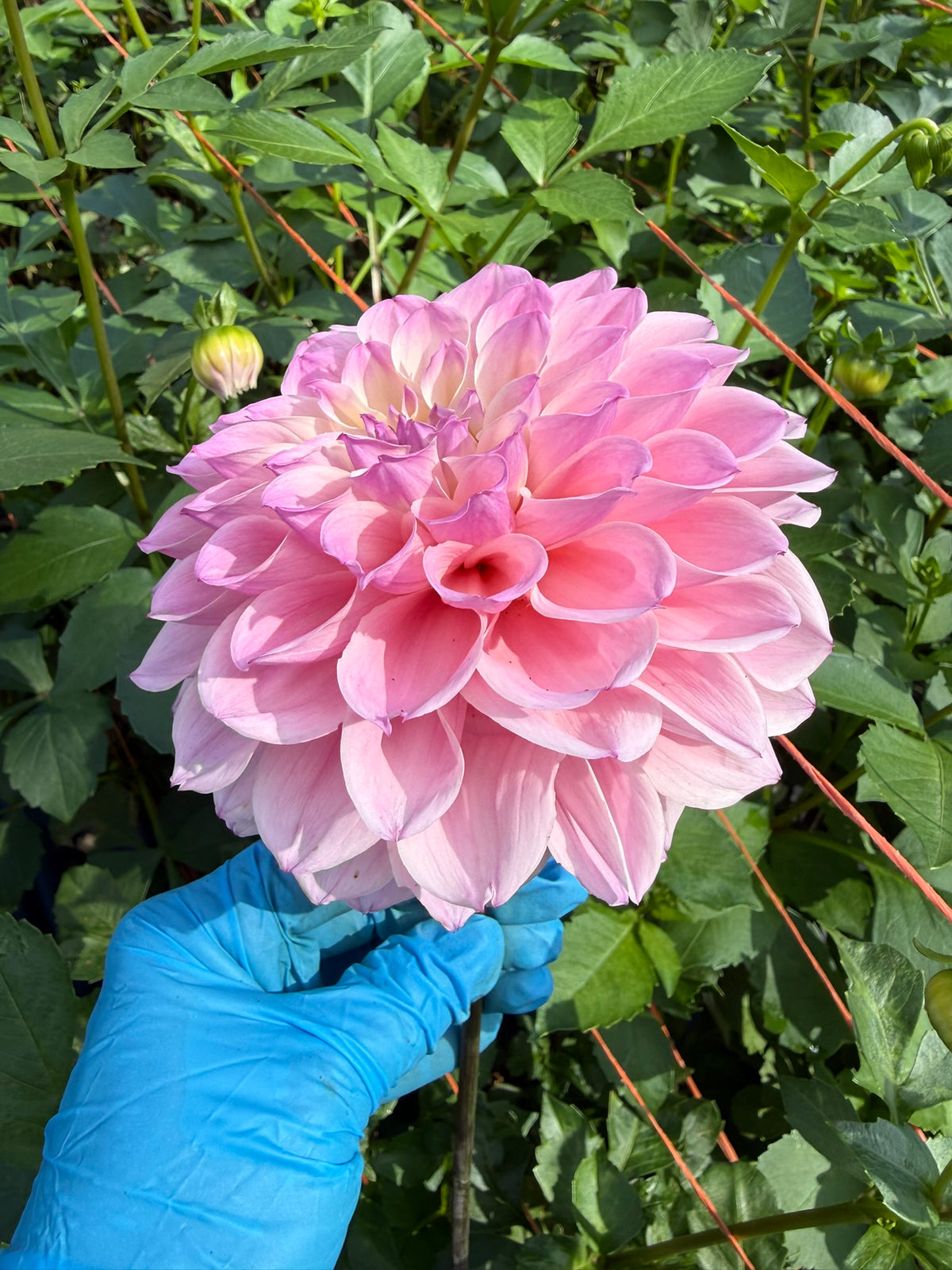 KA's™ Novella Rosa Dahlia Tuber