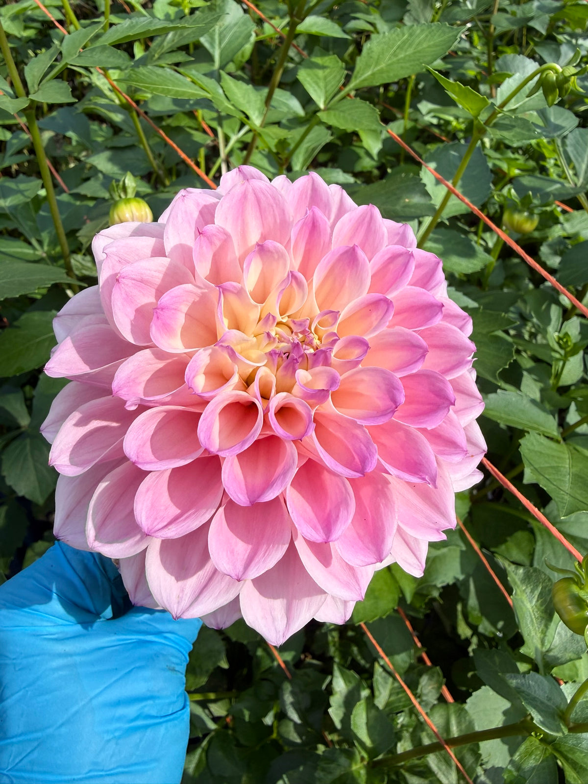 KA's™ Novella Rosa Dahlia Tuber