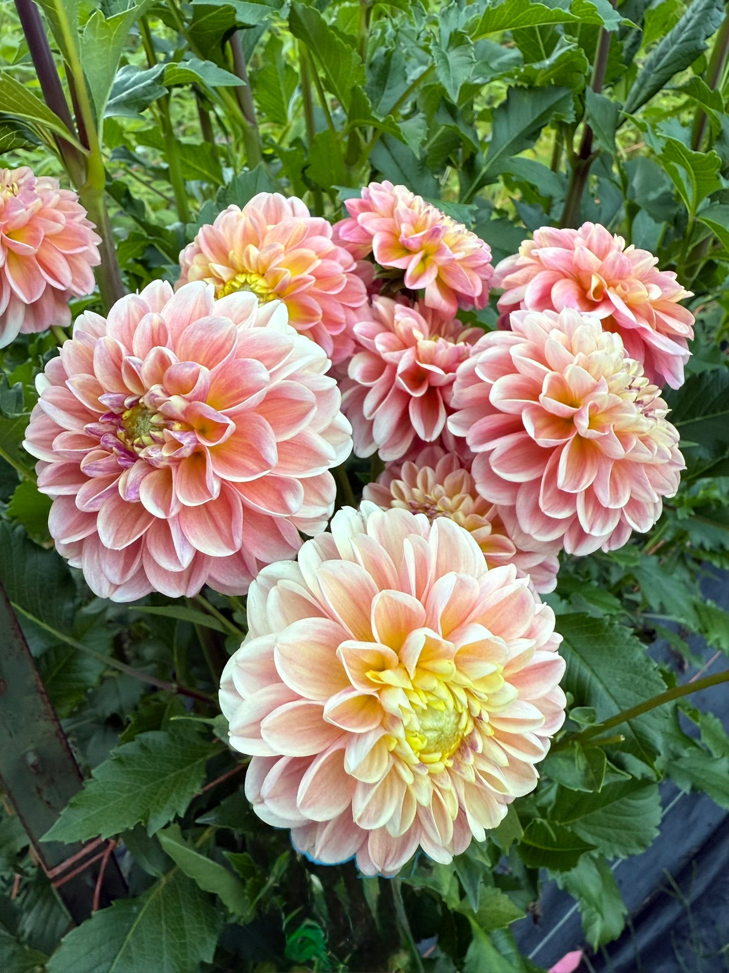 French Doll Dahlia Tuber