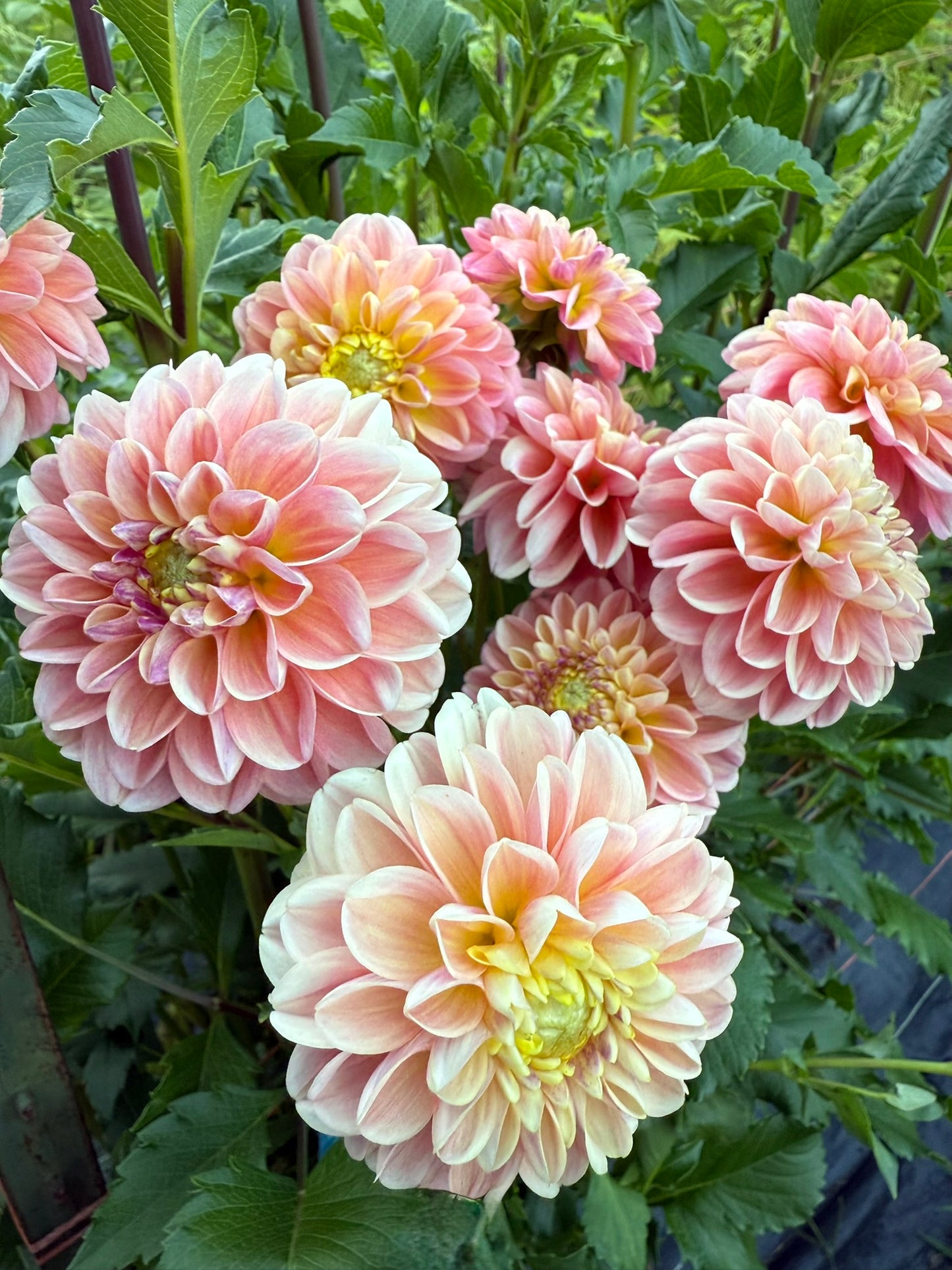 French Doll Dahlia Tuber