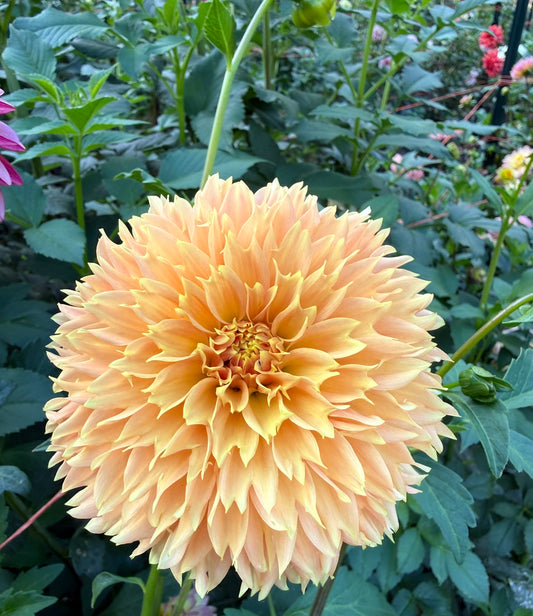 Bloomquist Sue Dahlia Tuber