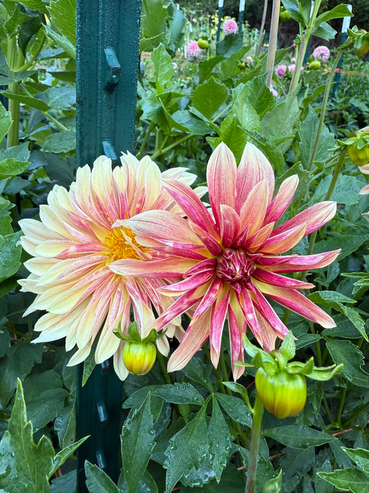 Giraffe Dahlia Tuber