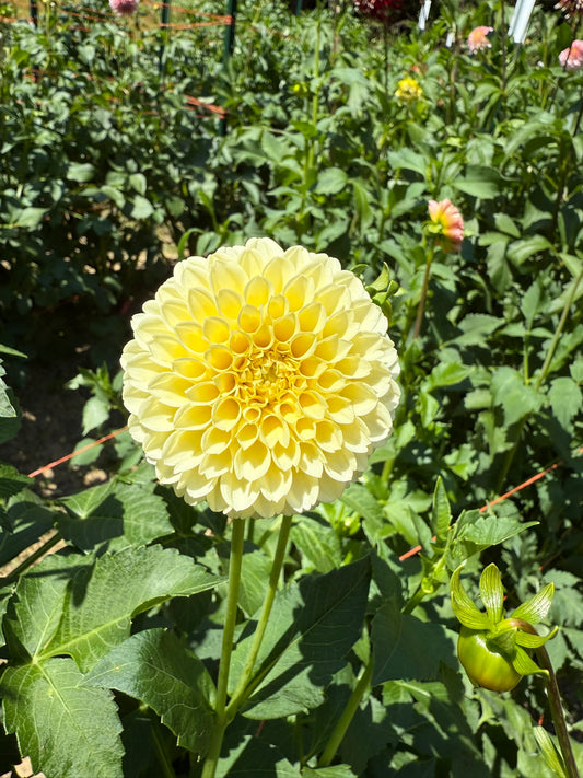 Creamy Dahlia Tuber