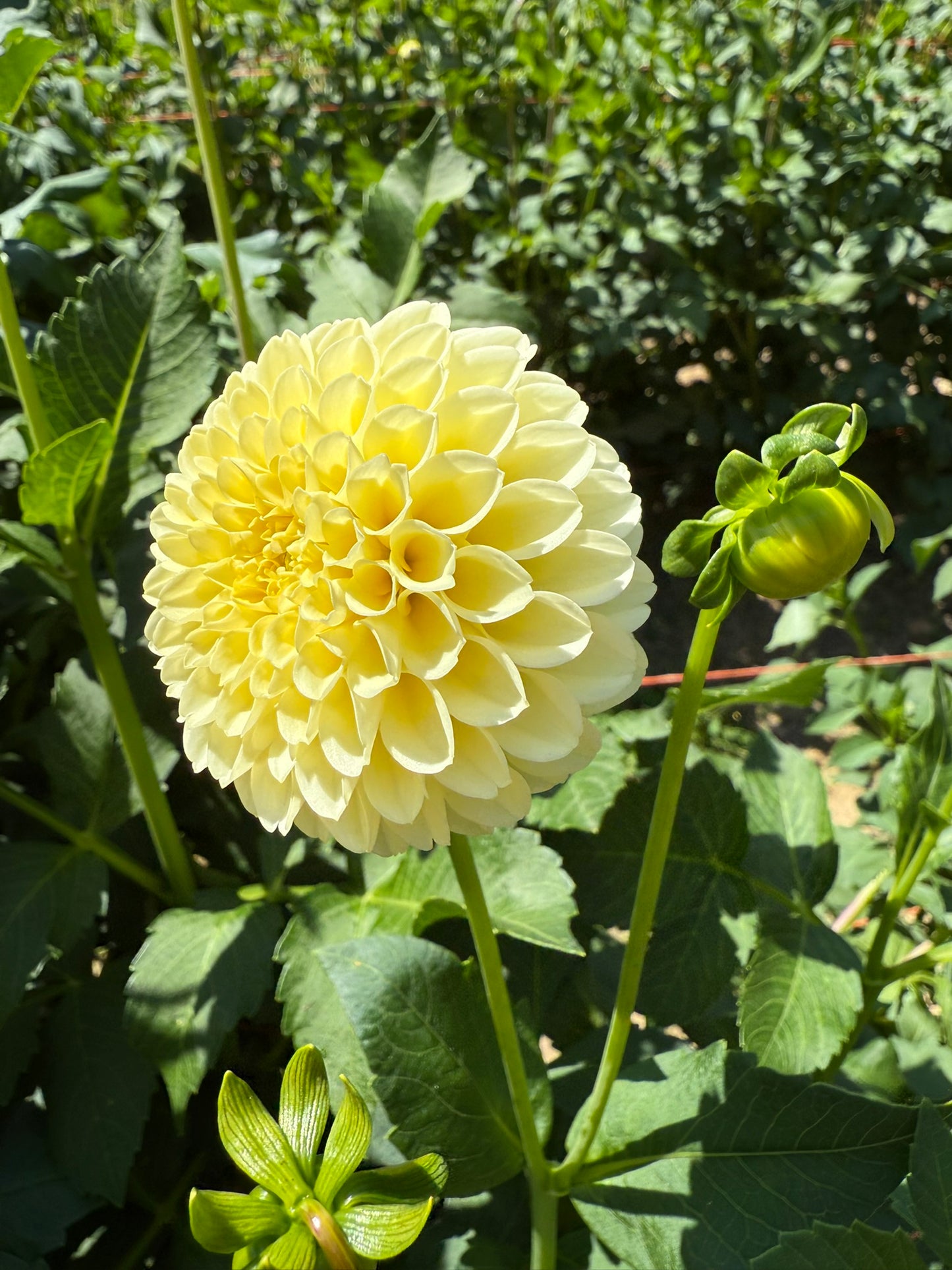 Creamy Dahlia Tuber