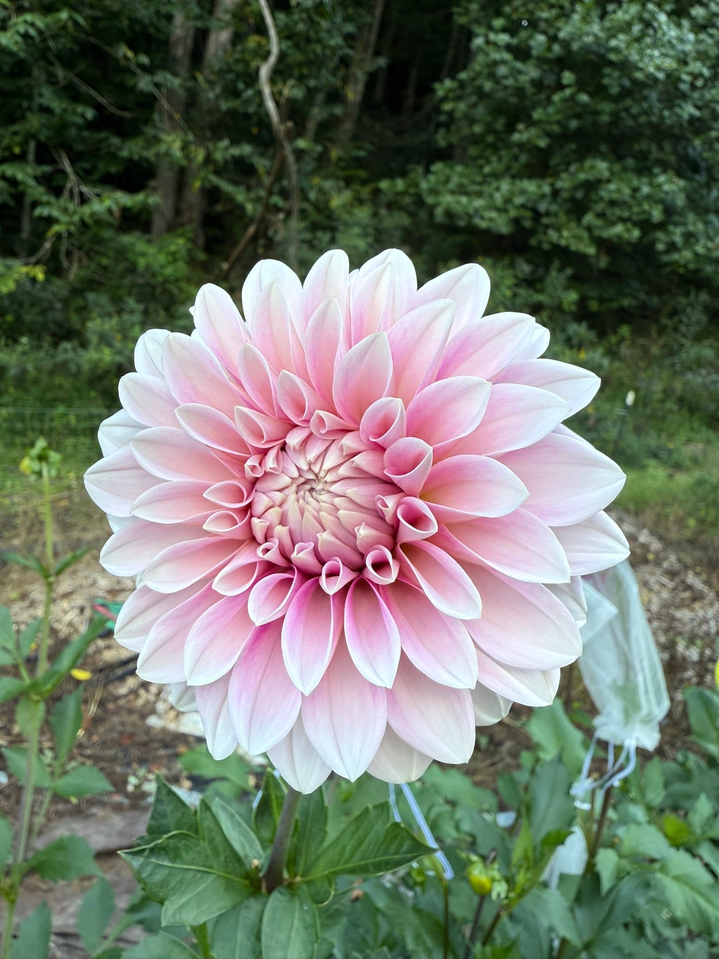 Dahlia Seeds Specialty Mix 25 Seeds