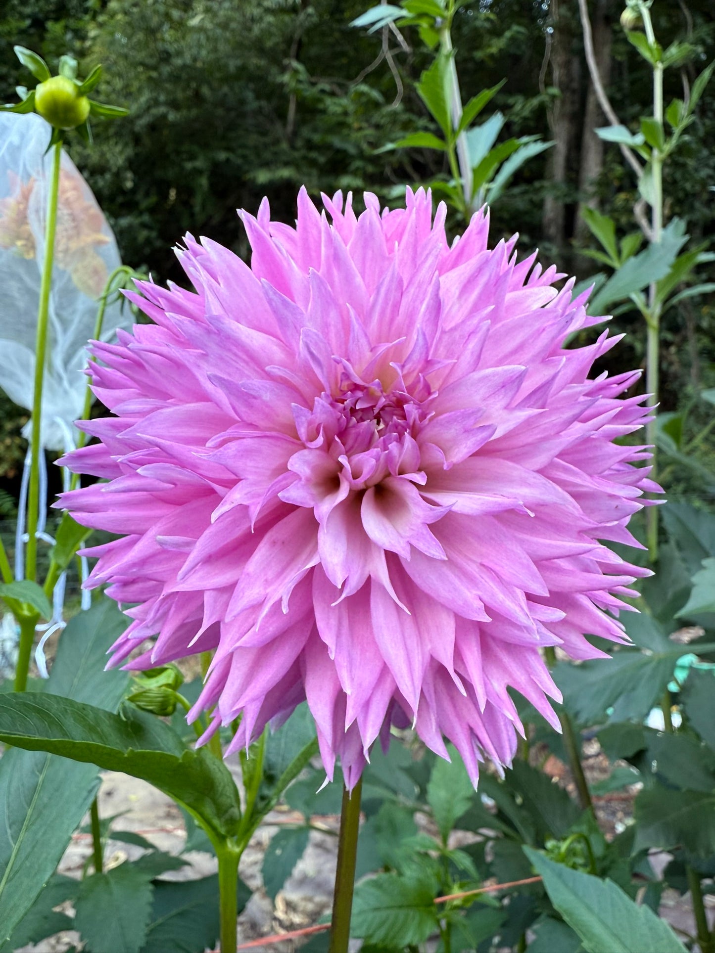 Dahlia Seeds Specialty Mix 25 Seeds