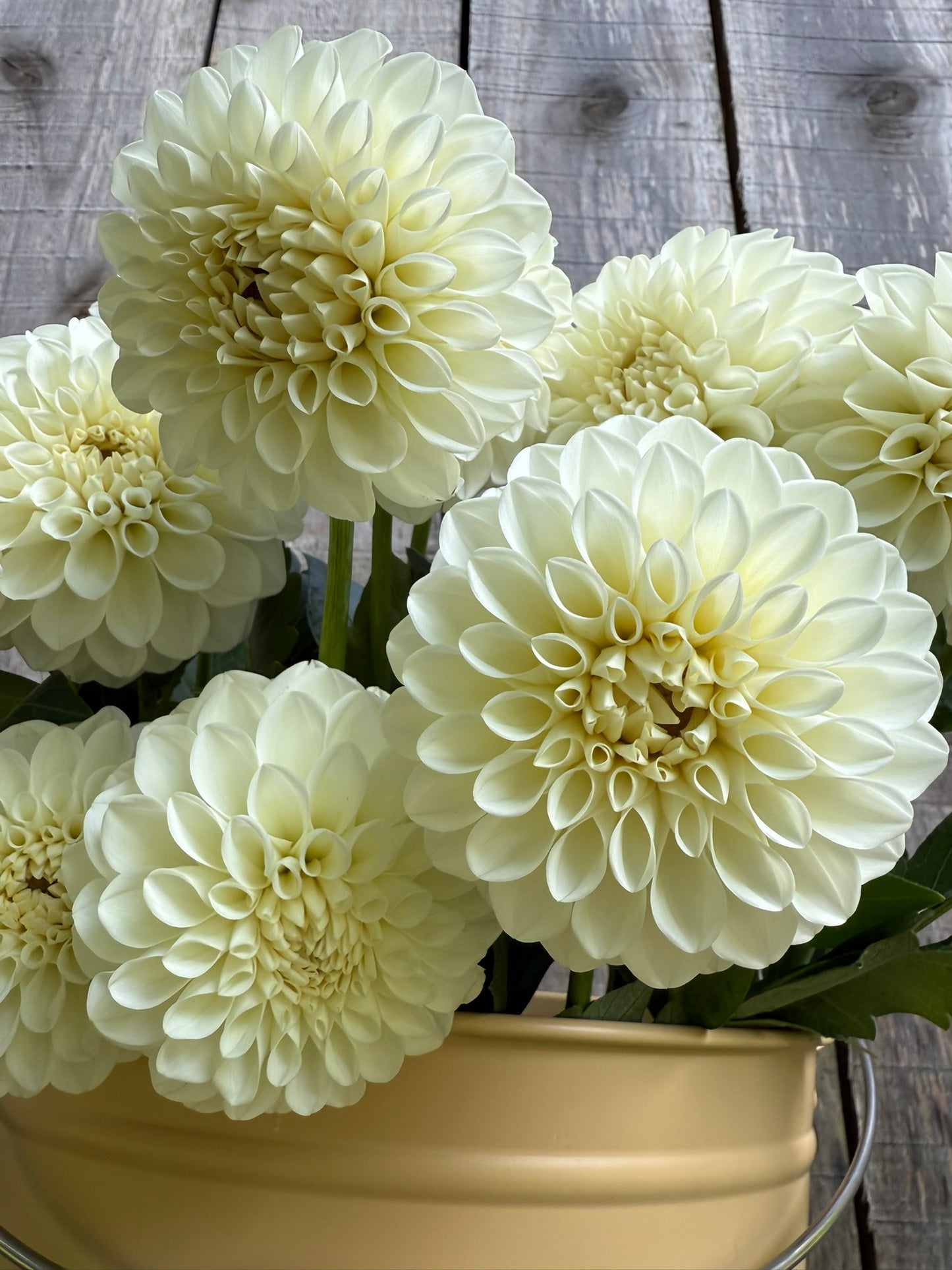 Boom Boom White Dahlia Tuber