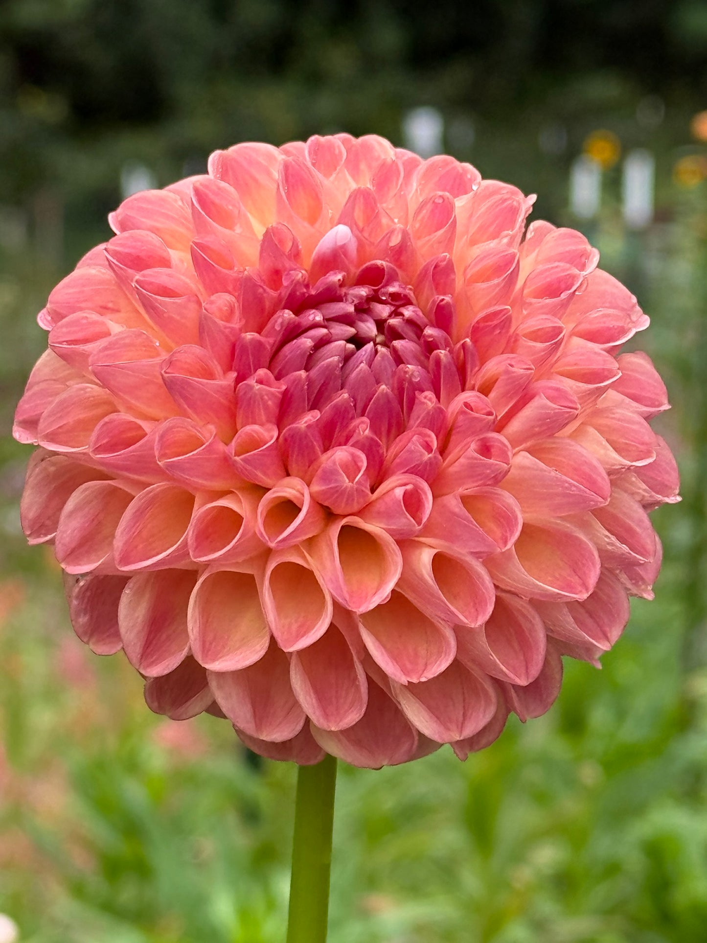 Clearview Peachy Dahlia Tuber