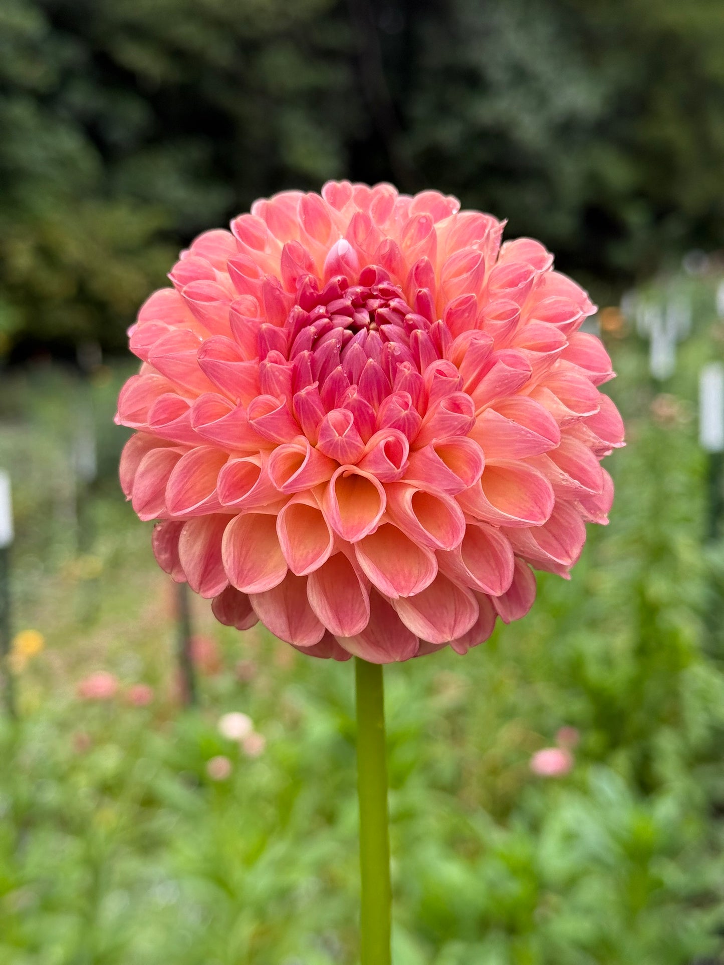 Clearview Peachy Dahlia Tuber