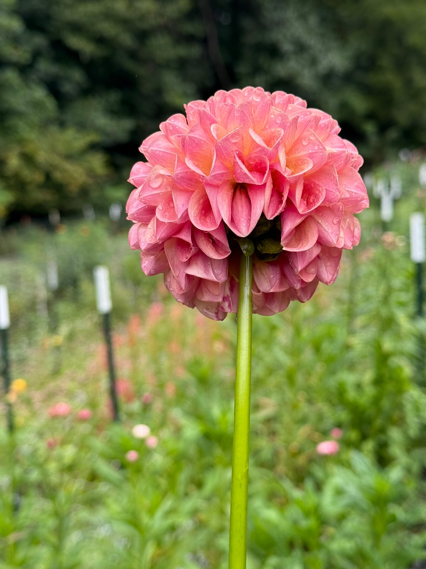 Clearview Peachy Dahlia Tuber