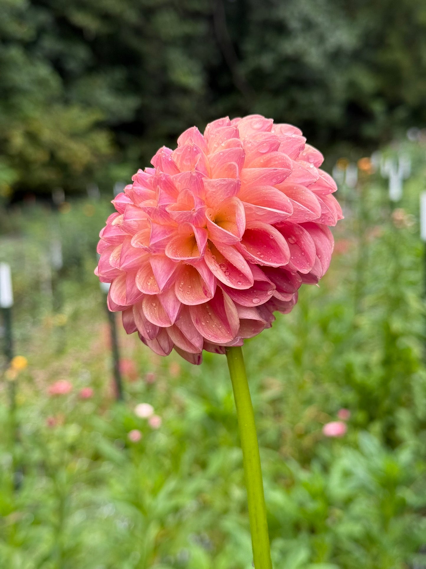 Clearview Peachy Dahlia Tuber