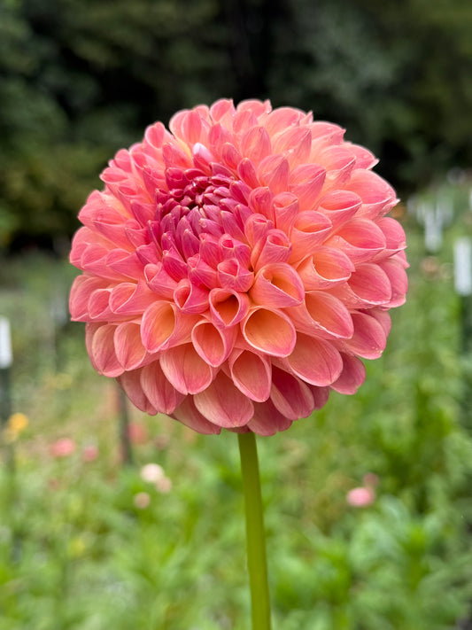 Clearview Peachy Dahlia Tuber