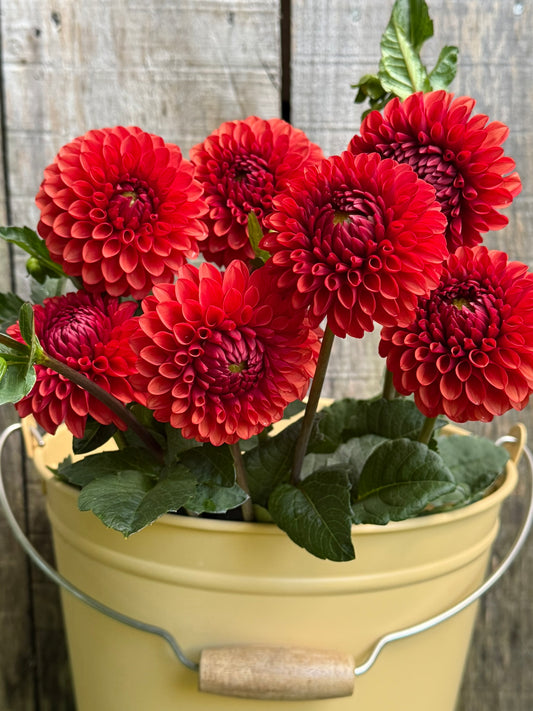 Brown Sugar Dahlia Tuber