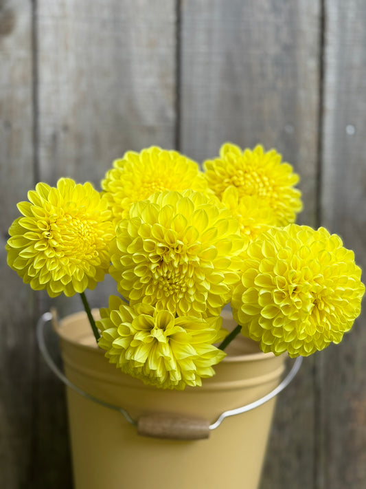 Lee's Big Bird Dahlia Tuber