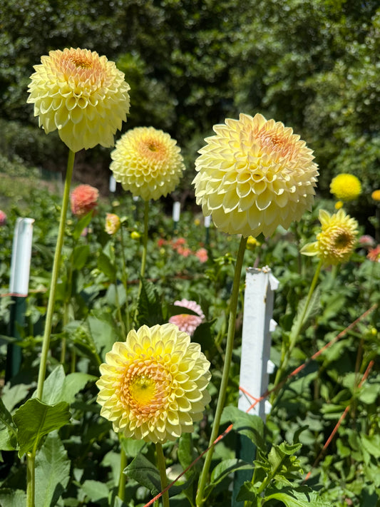 Winholme Diane Dahlia Tuber