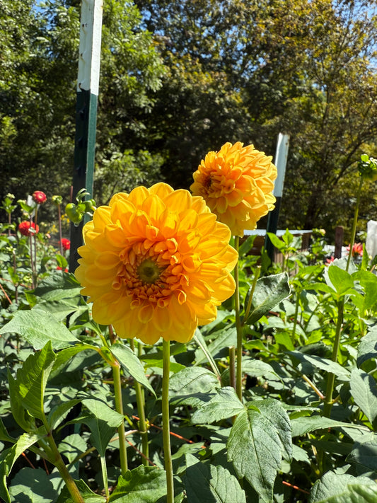 Golden Scepter Dahlia Tuber