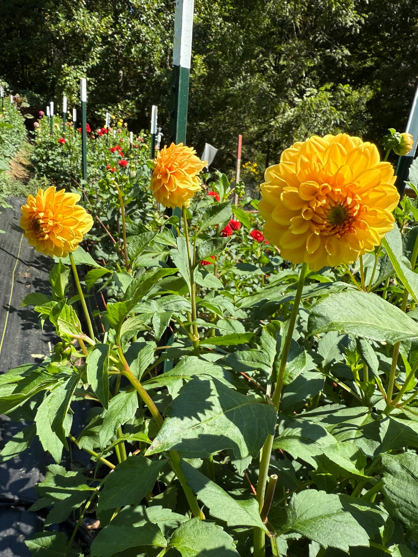 Golden Scepter Dahlia Tuber