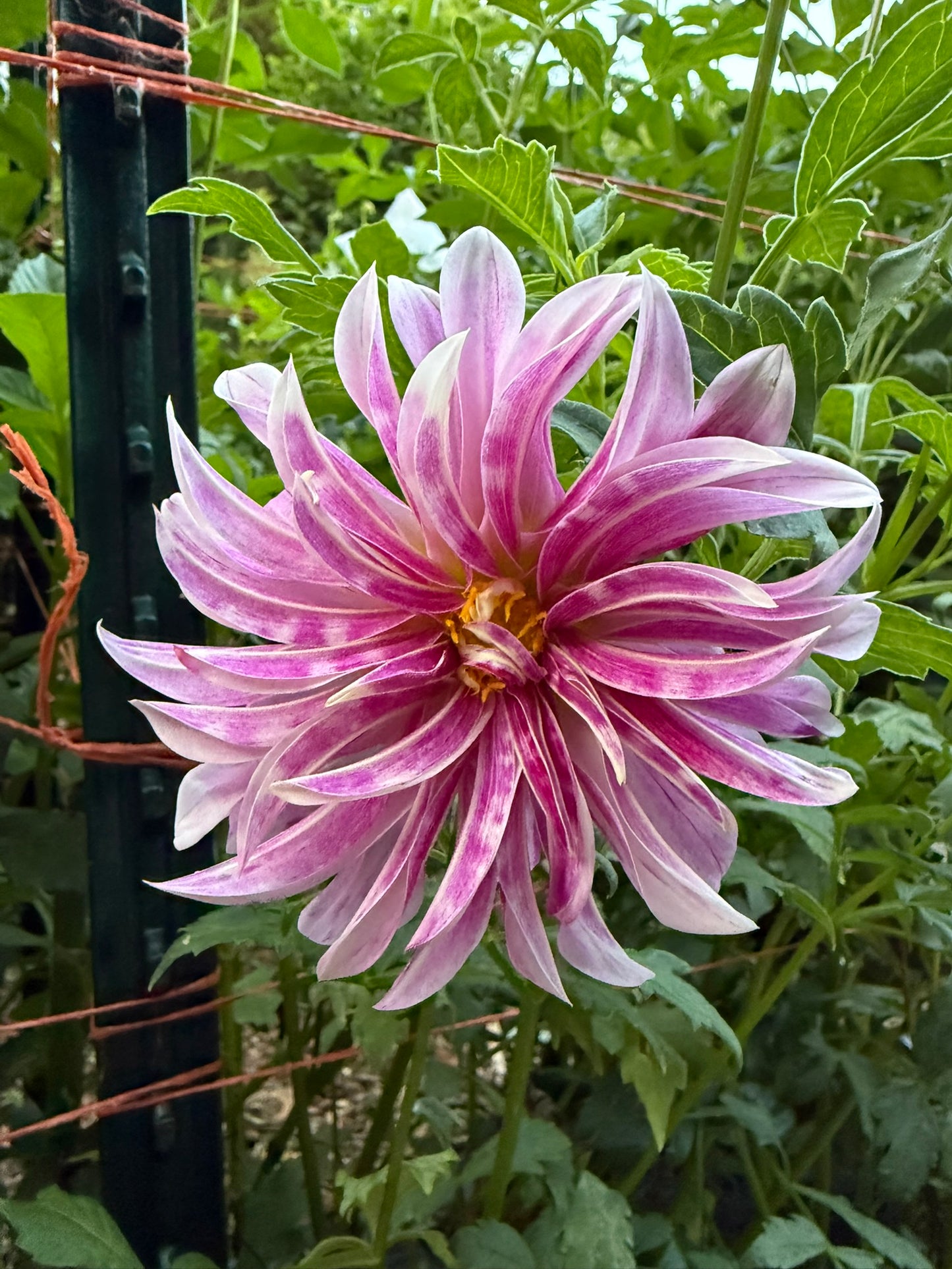 Dahlia Seeds 🦒 Pink Giraffe Seed Parent 10 Seeds