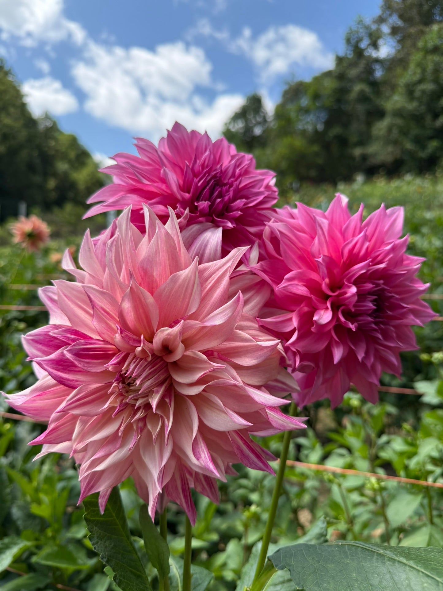 Cafe Au Lait Mystery Dahlia Tuber