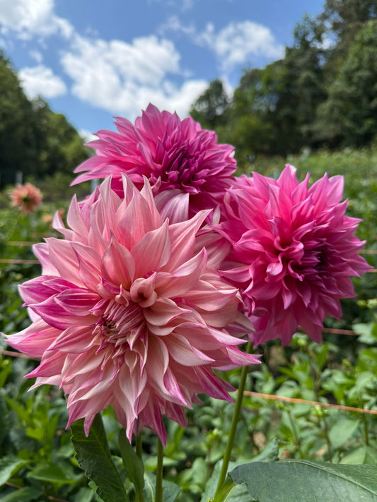 Cafe Au Lait Mystery Dahlia Tuber