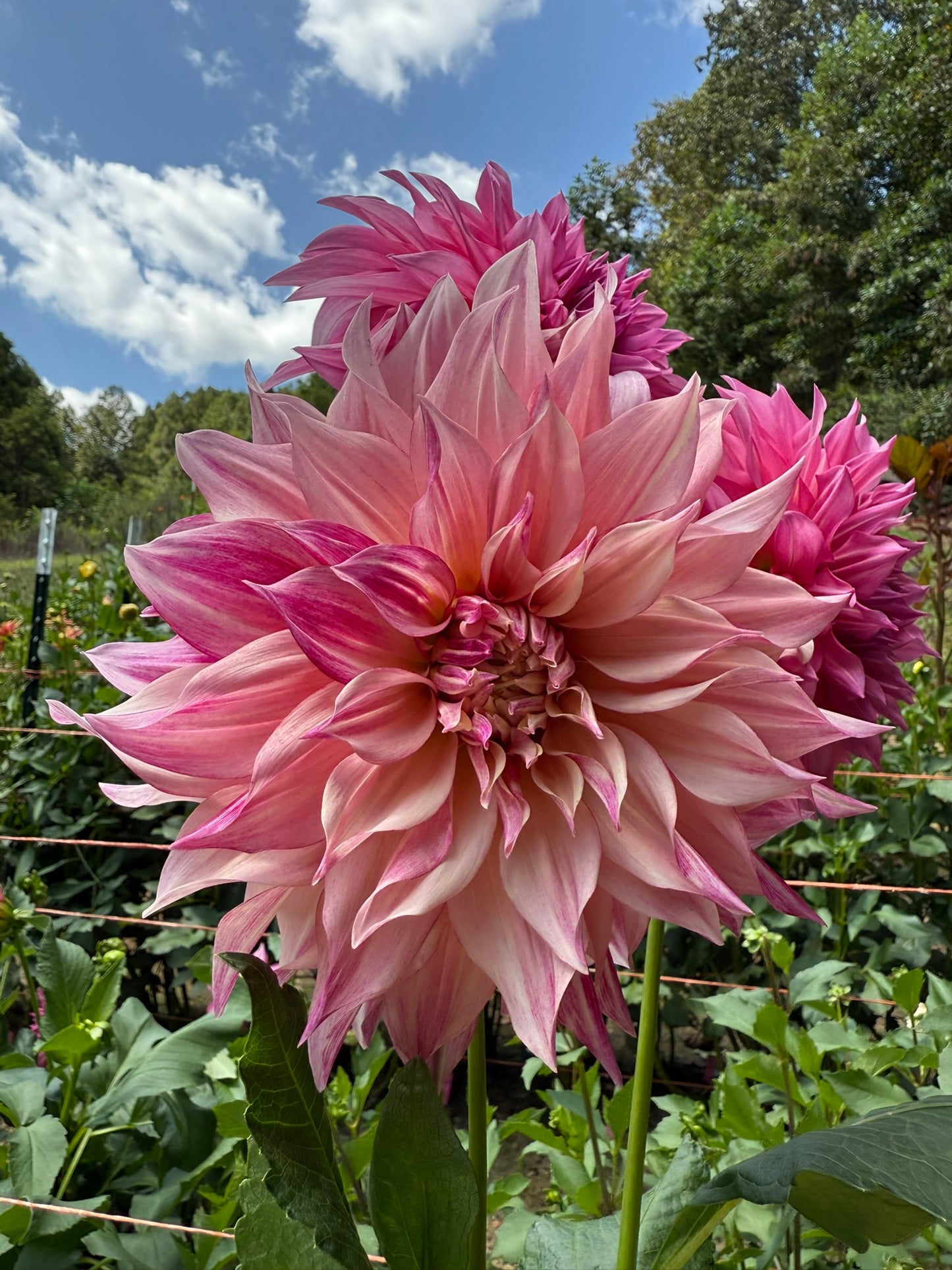 Cafe Au Lait Mystery Dahlia Tuber
