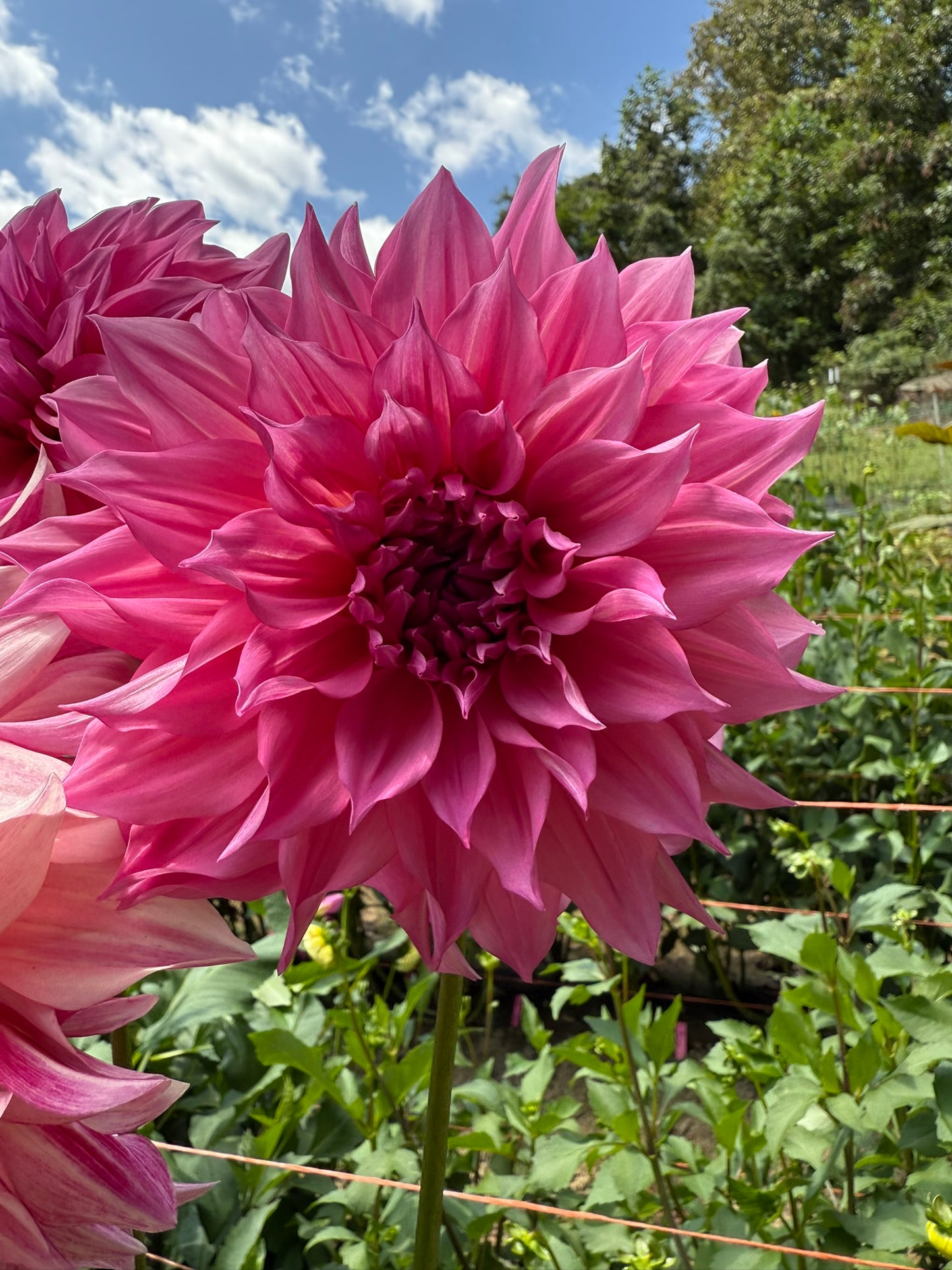 Cafe Au Lait Mystery Dahlia Tuber